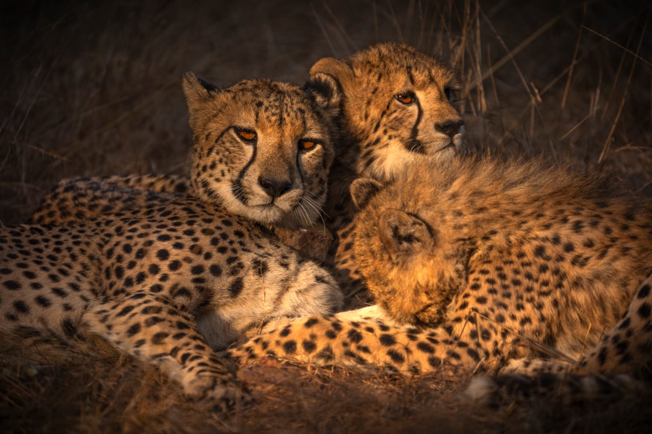 Cheetahs translocated to India are thriving succesfully
